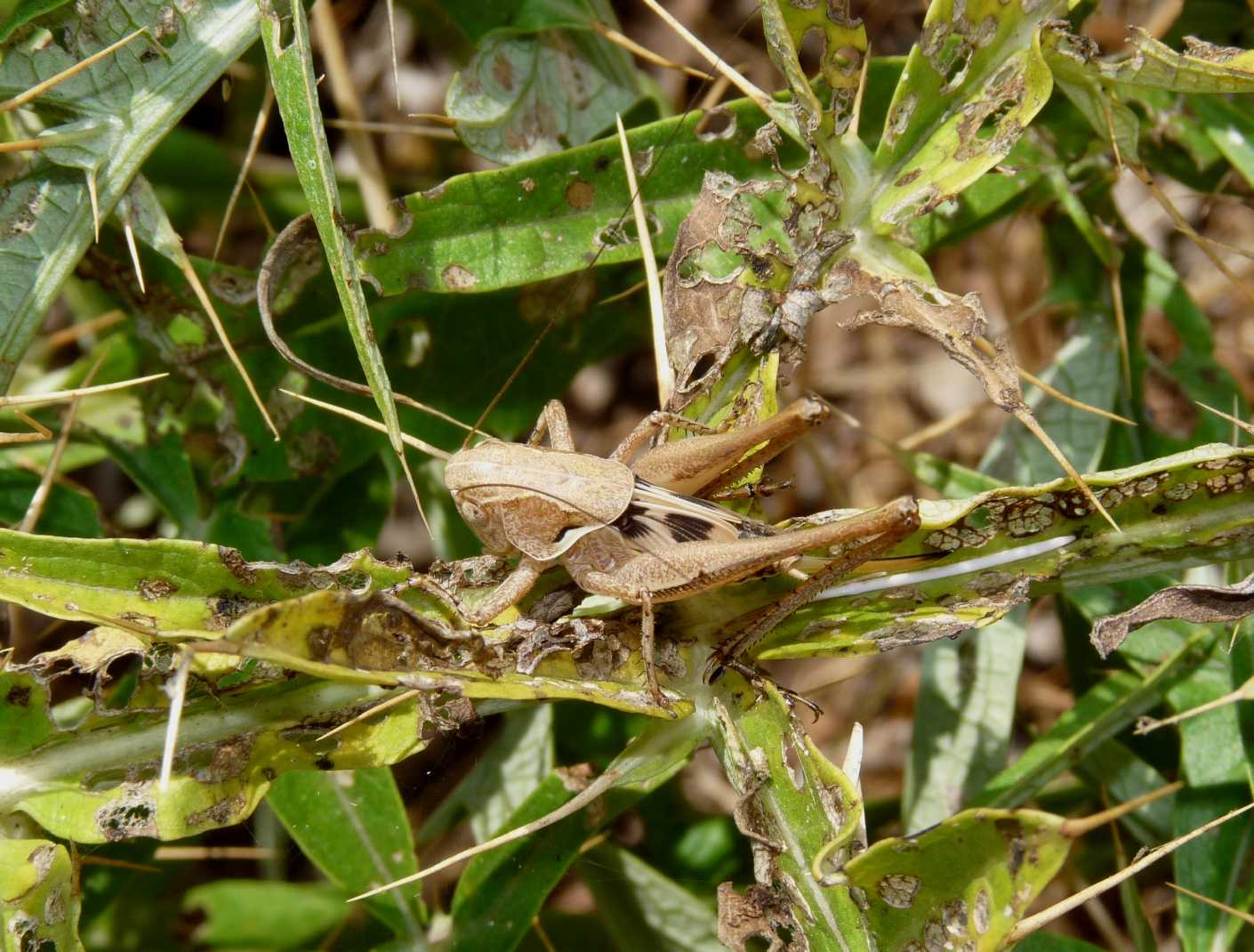 Platycleis sp.